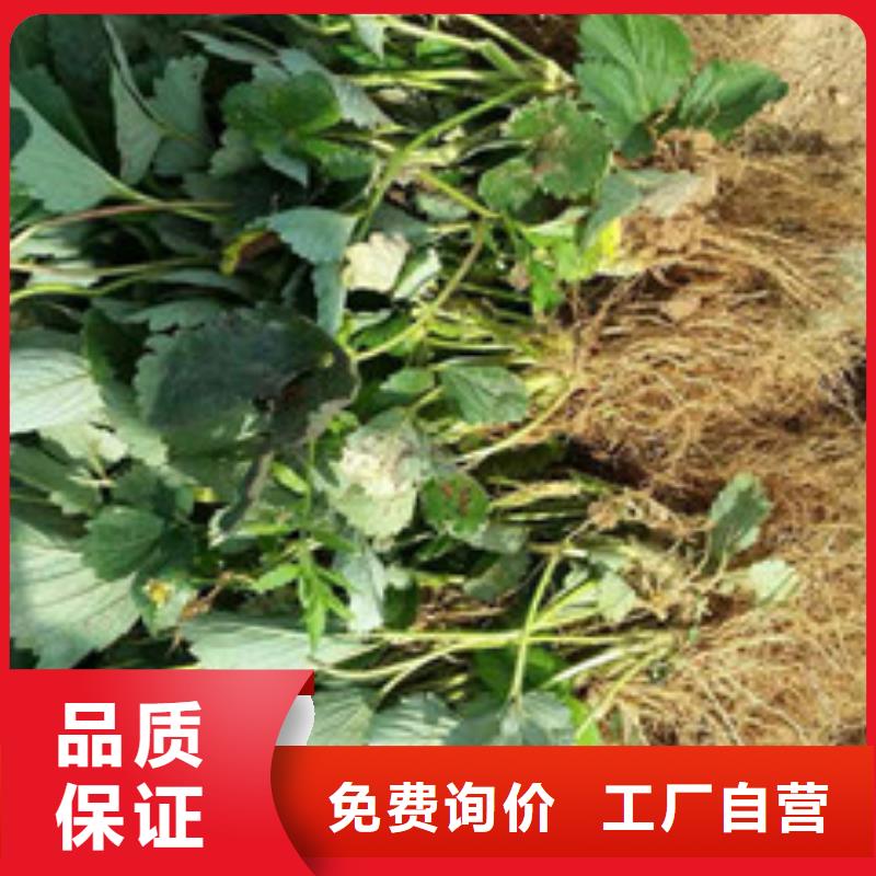 【草莓苗,苹果苗基地专心专注专业】