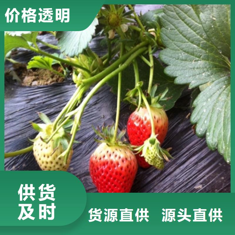 【草莓苗】毛蟠桃树苗库存丰富