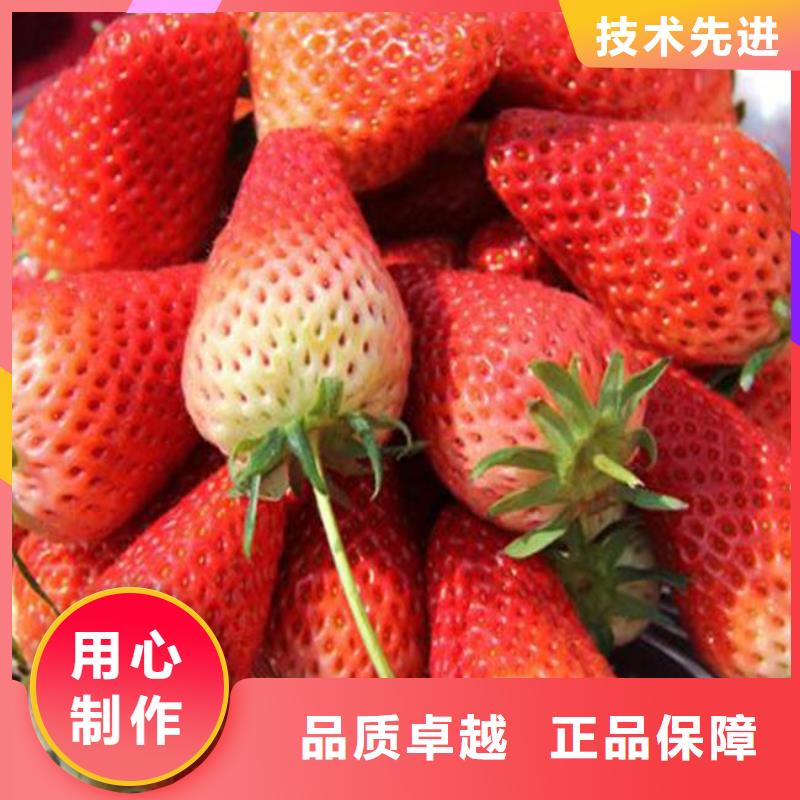 甜宝草莓苗