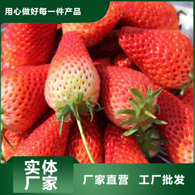 草莓种苗厂家-优质服务
