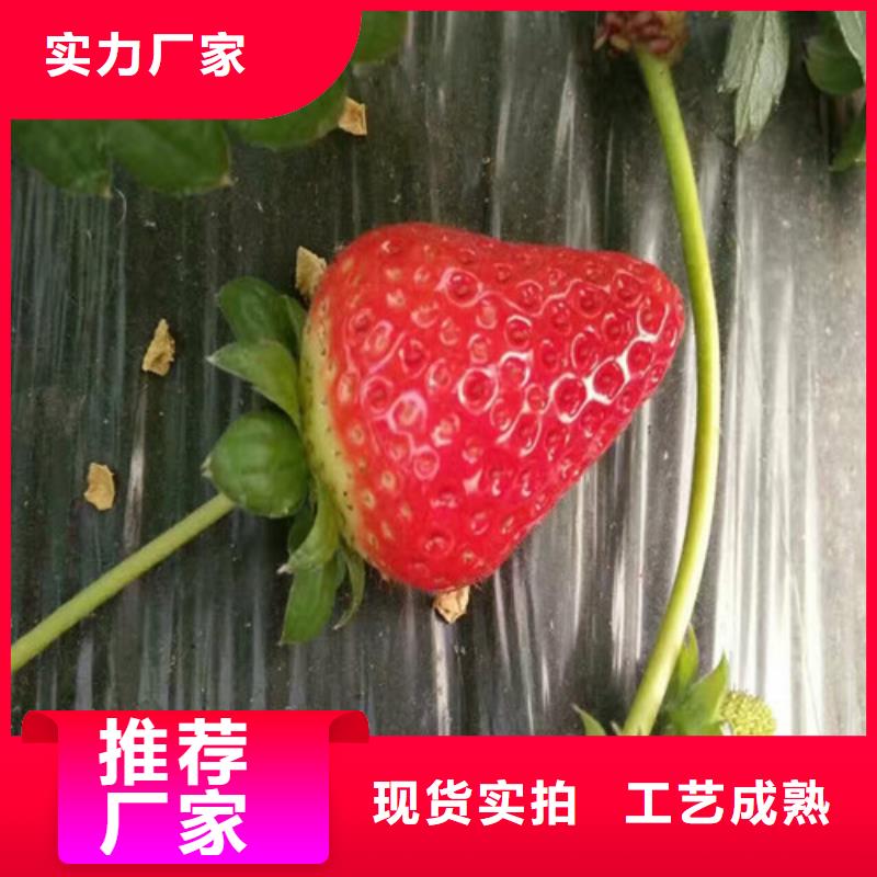 草莓苗苹果苗大厂生产品质