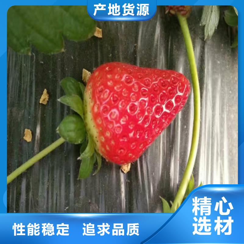 草莓苗大棚草莓苗本地厂家值得信赖
