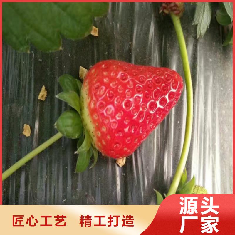 草莓苗桃树苗厂家直销供货稳定