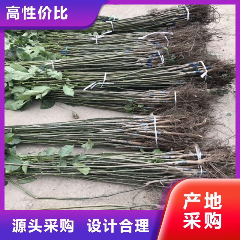 核桃苗桃树苗好品质售后无忧