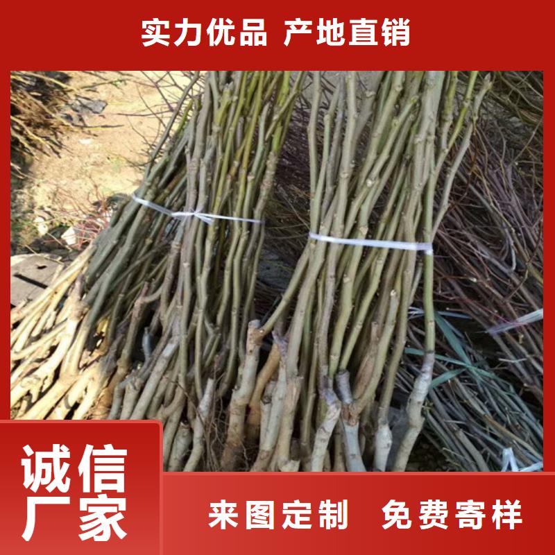 核桃苗桃树苗不只是质量好