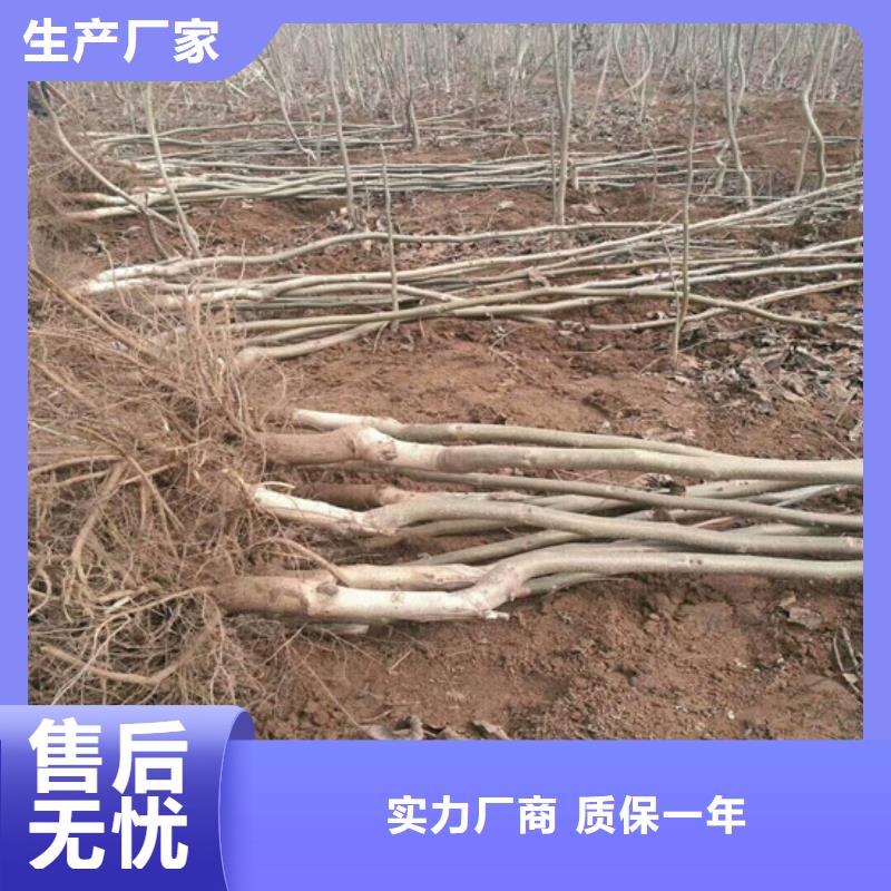 核桃苗【大棚草莓苗】质量检测