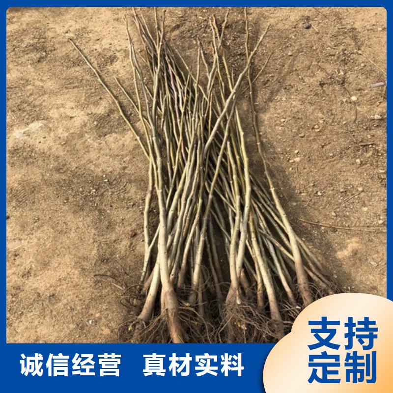 核桃苗【草莓苗价格】实力优品