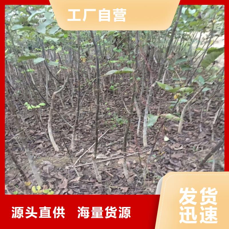 【核桃苗】草莓苗价格优质材料厂家直销