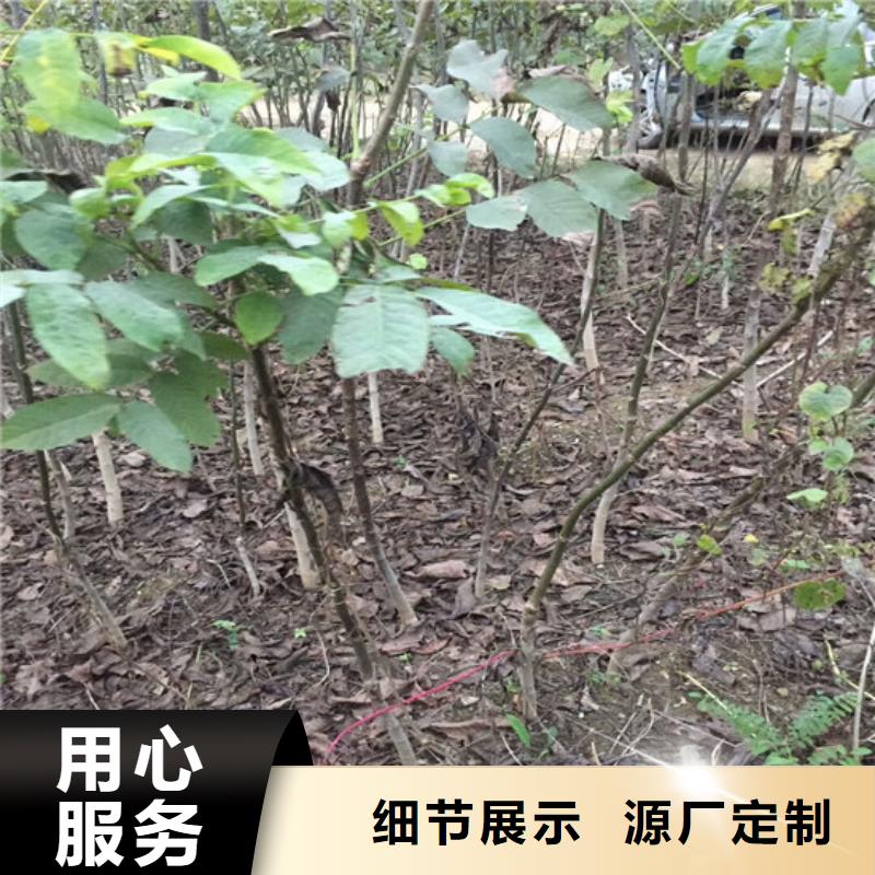 核桃苗-蓝莓苗源头实体厂商