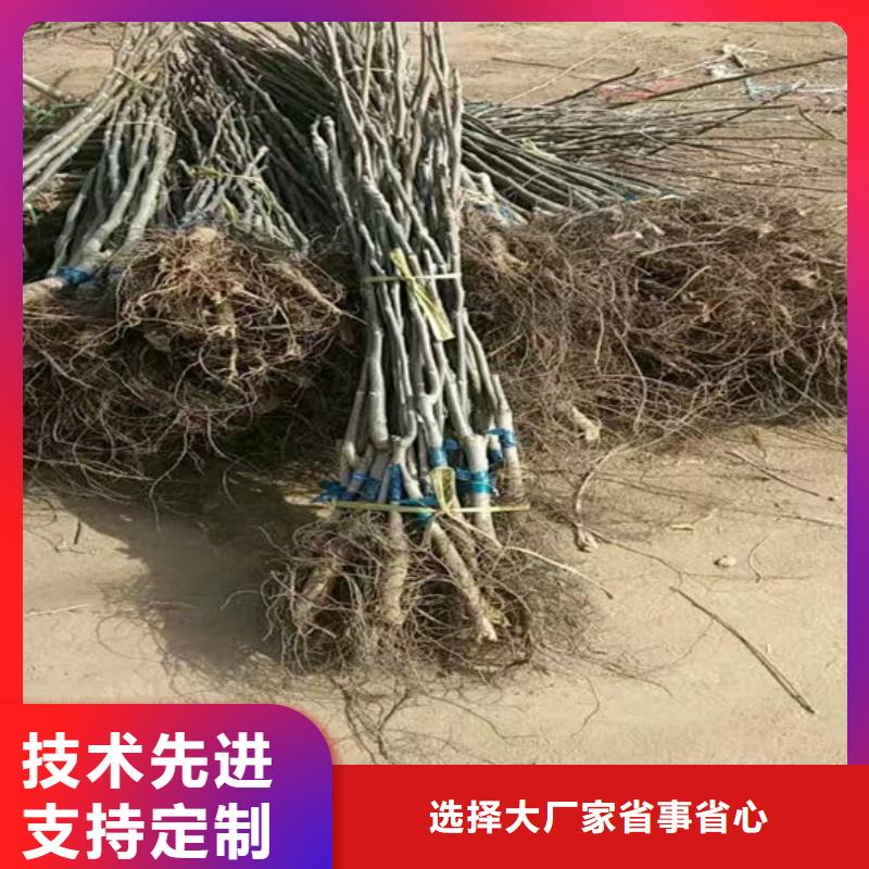 【核桃苗】樱桃苗甄选好物