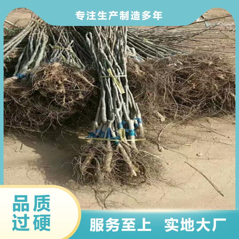 核桃苗油桃树苗现货直发