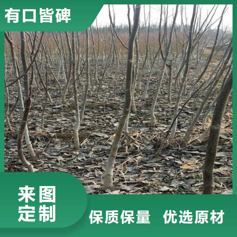 核桃苗珍珠枣油桃树苗好品质售后无忧