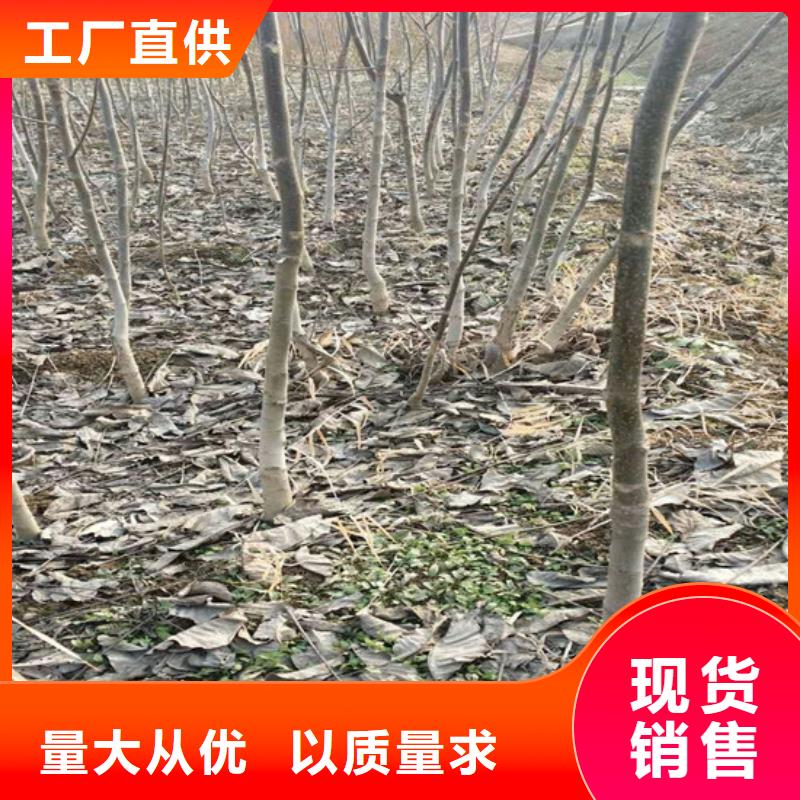 核桃苗桃树苗基地做工细致