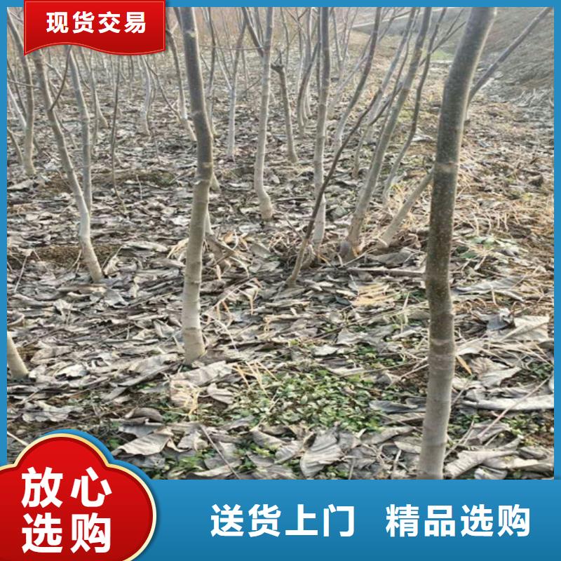 碧根果树苗品种选择