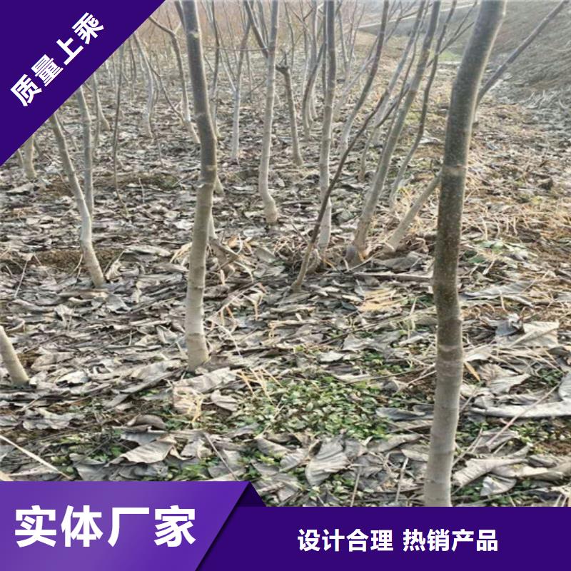 香玲核桃苗基地出售