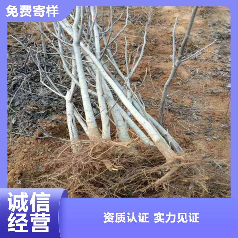 核桃苗珍珠枣油桃树苗好品质售后无忧