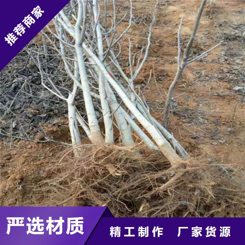 核桃苗桃树苗基地做工细致