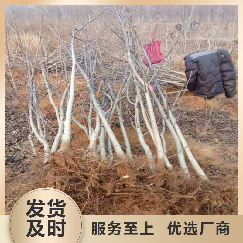 红皮核桃苗种植条件