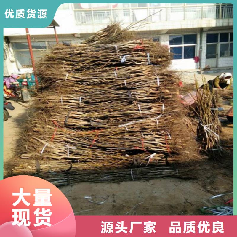 核桃苗,毛蟠桃树苗基地专注产品质量与服务