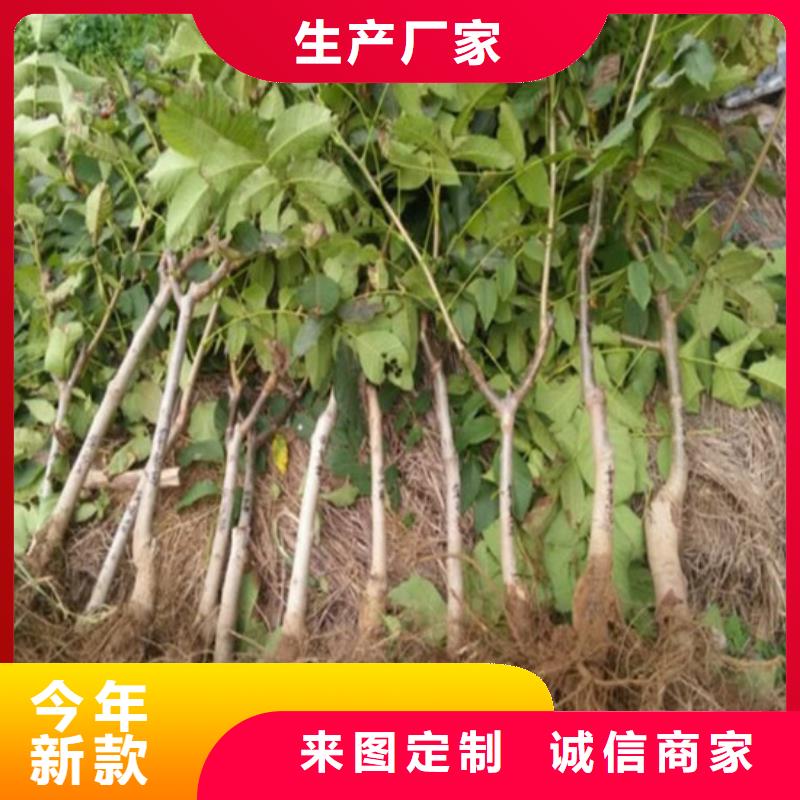 核桃苗_果树苗批发基地联系厂家