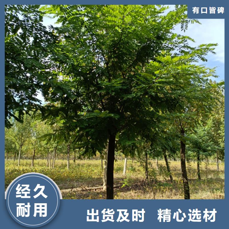 造型法桐种植基地绿化乔木