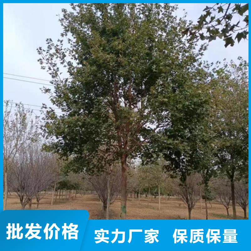 法桐价格种植基地苗木基地