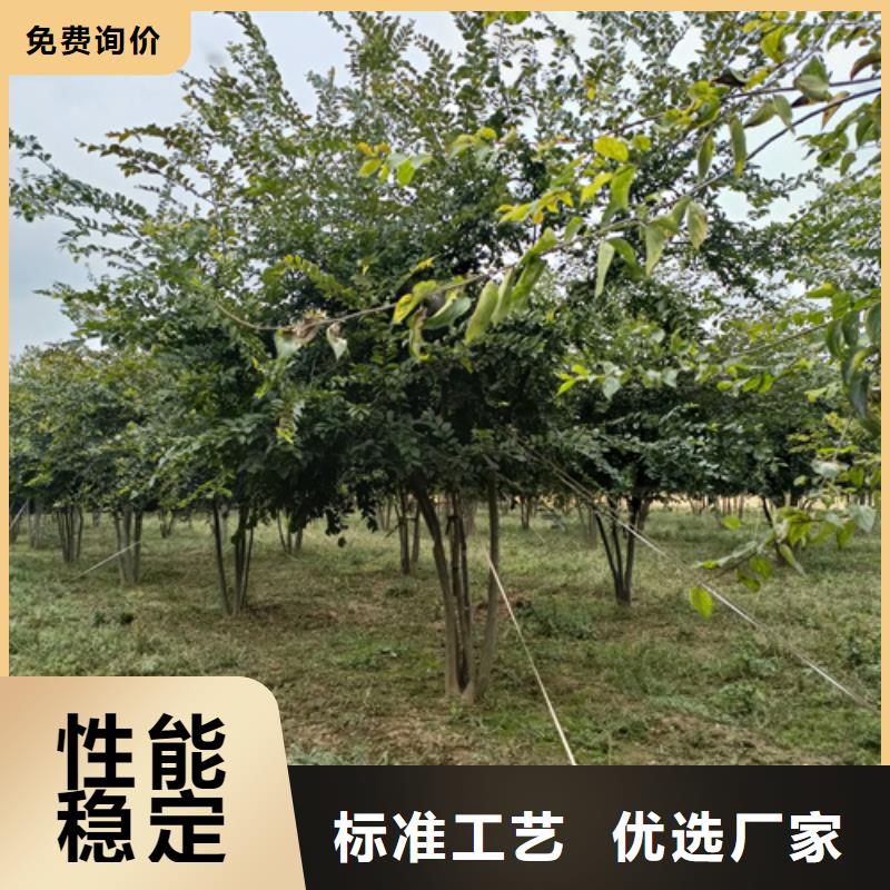 法桐种植基地绿化苗木