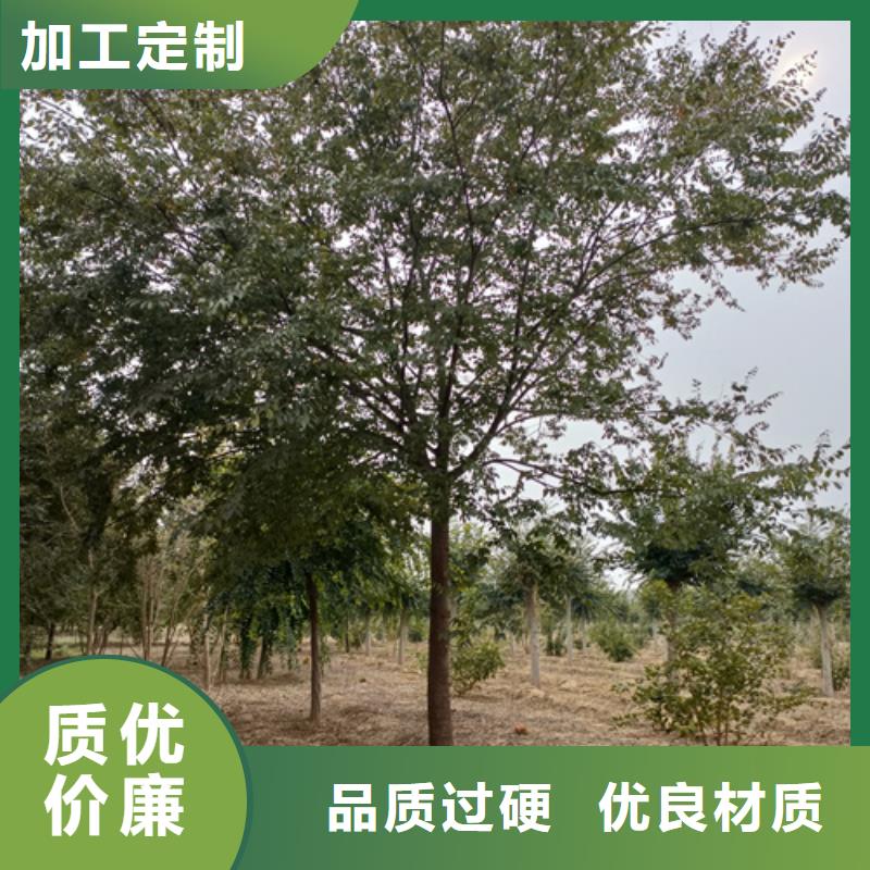 法桐品牌-报价_翌昊苗木种植基地