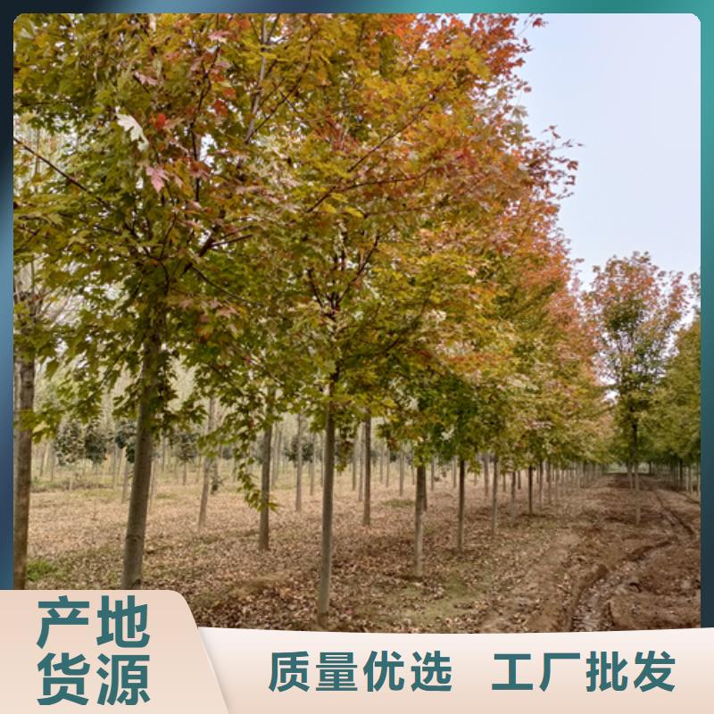 法桐价格种植基地苗木基地