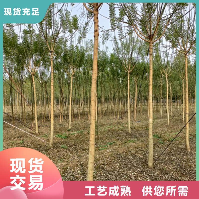 造型法桐质量放心绿化苗木