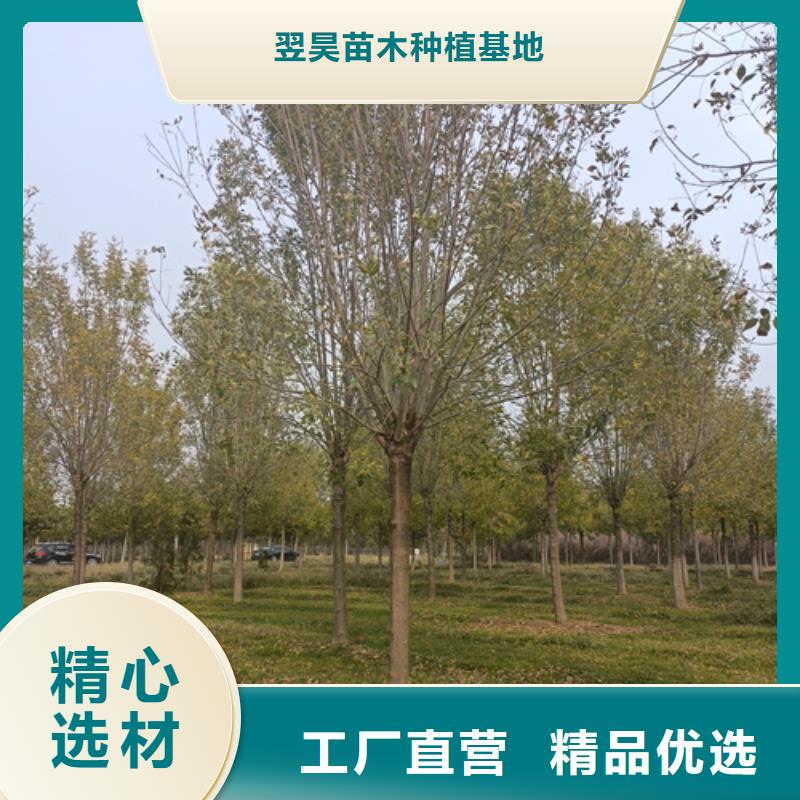 翌昊苗木种植基地造型法桐价格低交货快