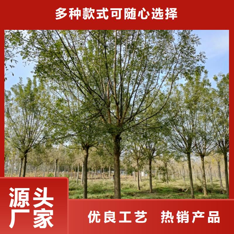 质优价廉的法桐规格公司