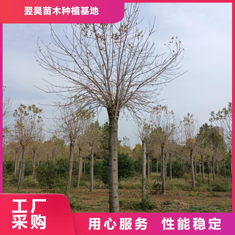 法桐小苗质量放心苗木基地