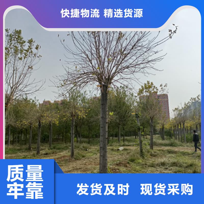 法桐价格欢迎电询苗木基地