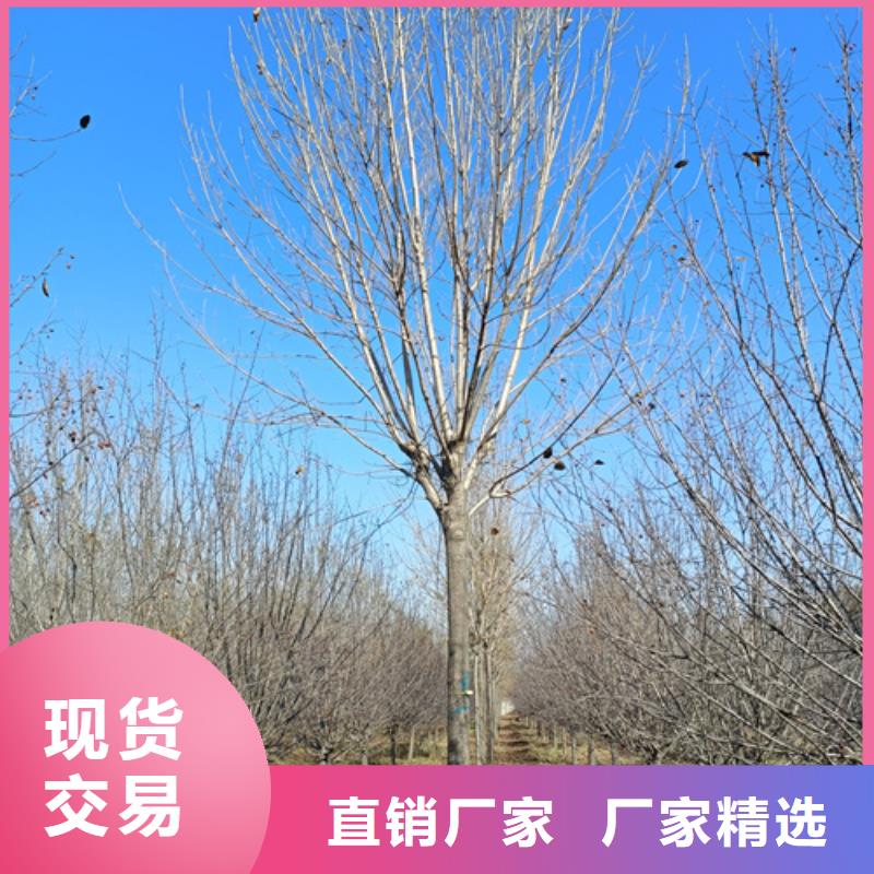 常年供应法桐-大型厂家