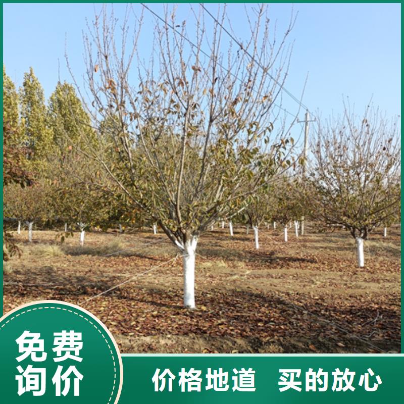 法桐价格种植基地绿化乔木