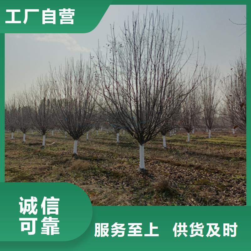 法桐质量放心苗木基地