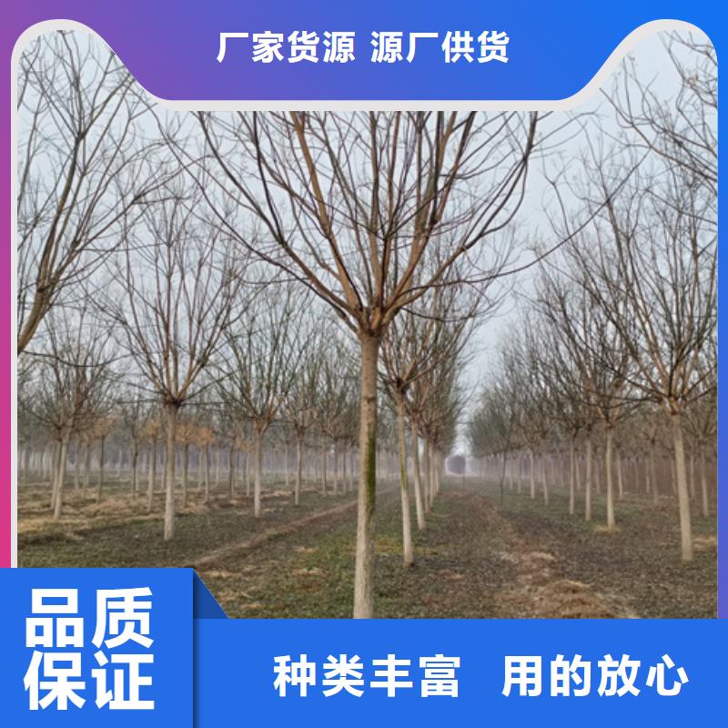 法桐白蜡产品细节参数