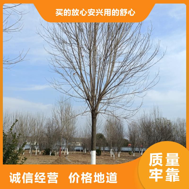 翌昊苗木种植基地造型法桐价格低交货快