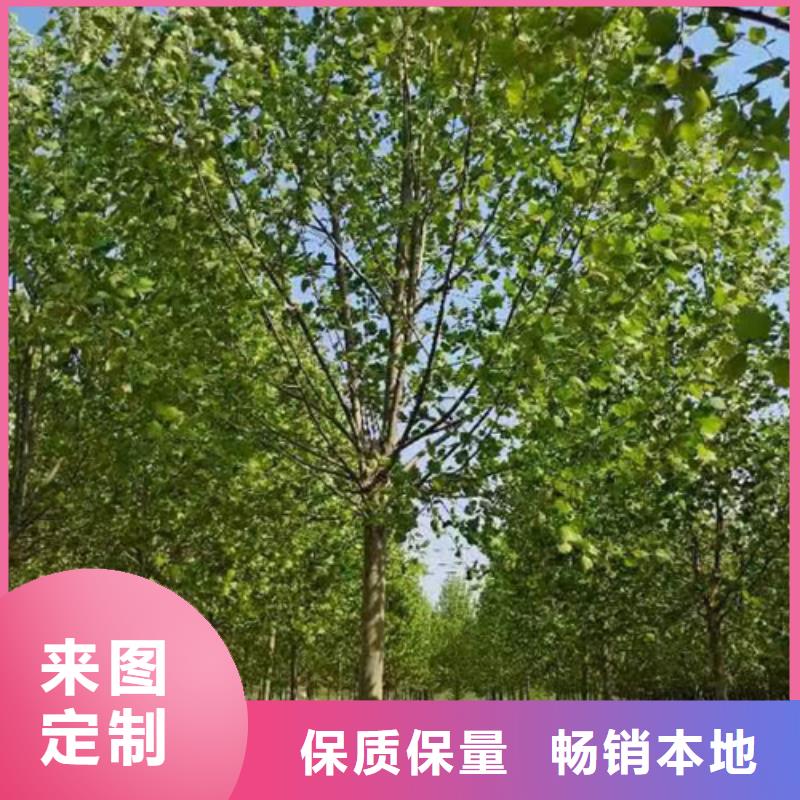 法桐小苗择优推荐苗木基地