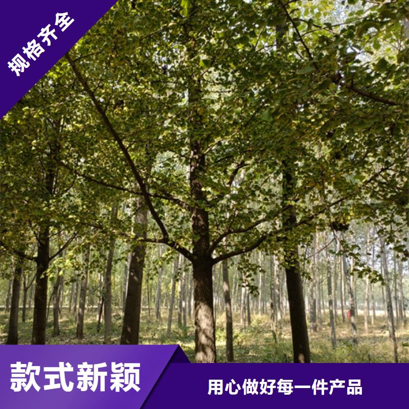 法桐小苗种植基地绿化苗木