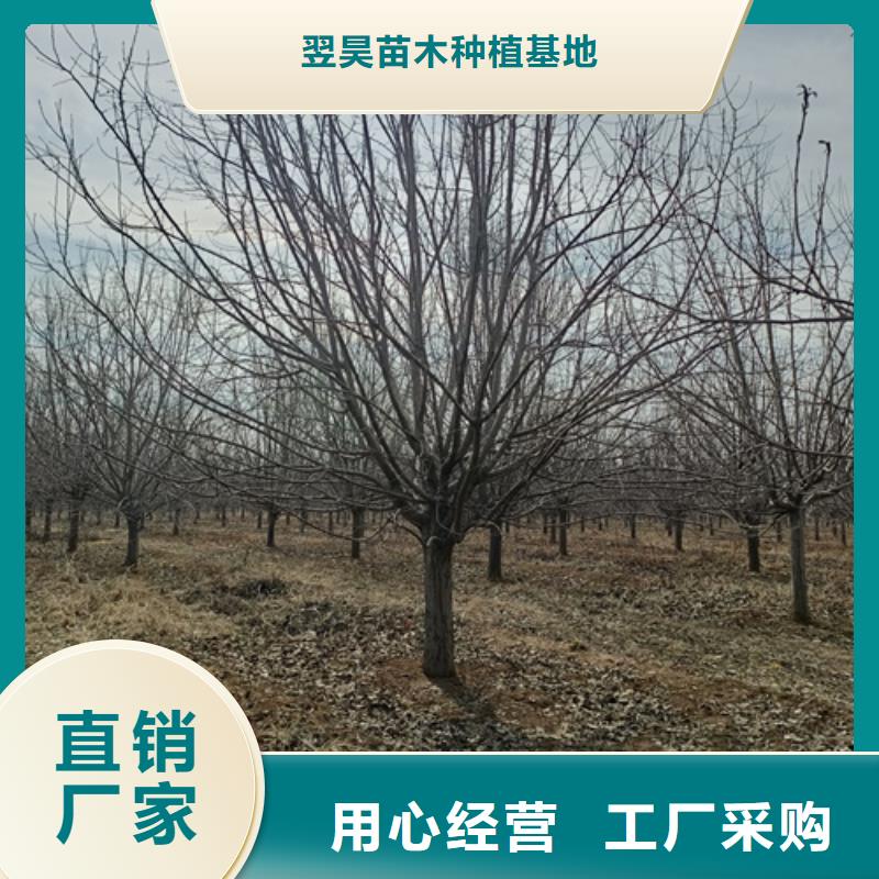 法桐价格质量放心绿化苗木