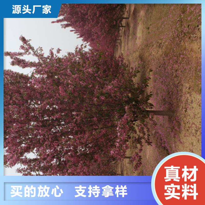 法桐价格种植基地苗木基地