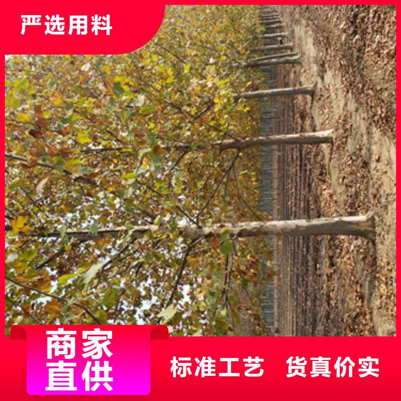 法桐小苗质量放心苗木基地