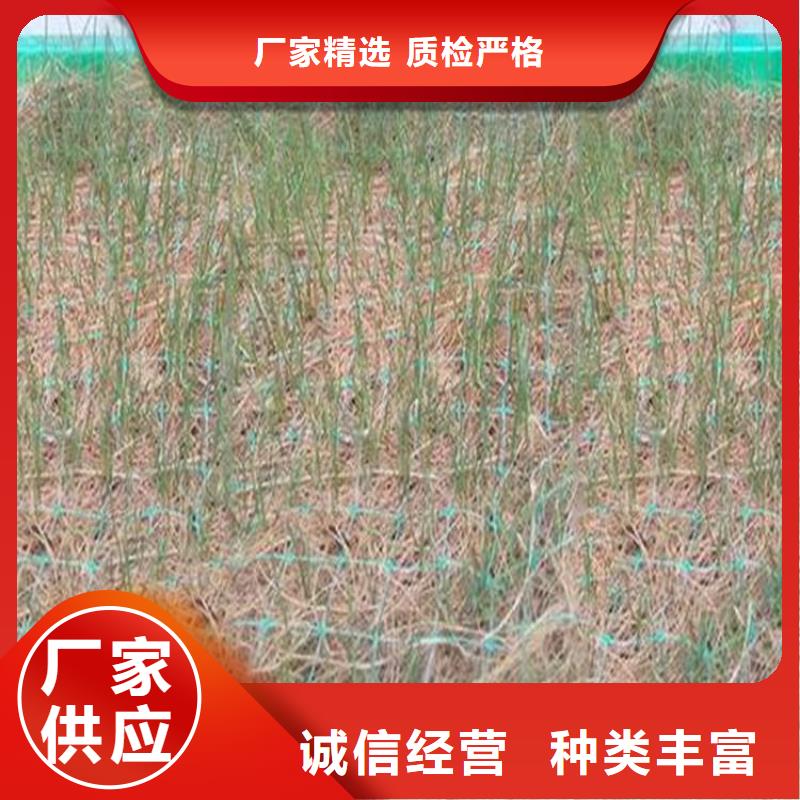 植生椰丝毯加筋抗冲生物毯