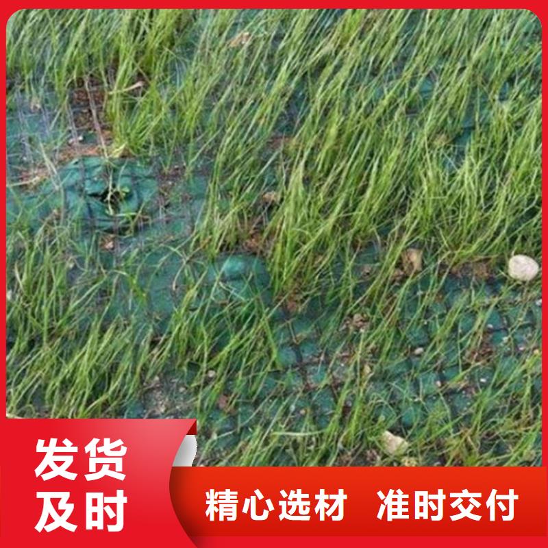 加筋麻椰固土毯-草种植生毯