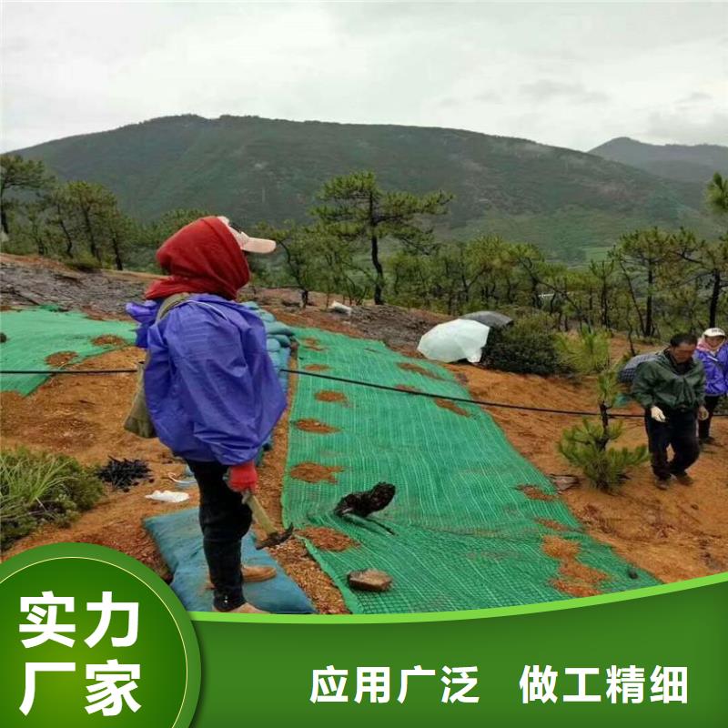 乐东县植物纤维毯-生态环保草毯-水保加筋植生毯