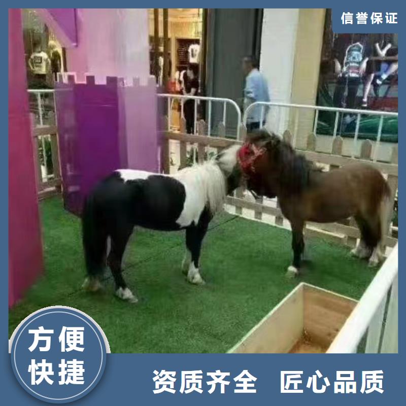 萌宠动物展览商场活动