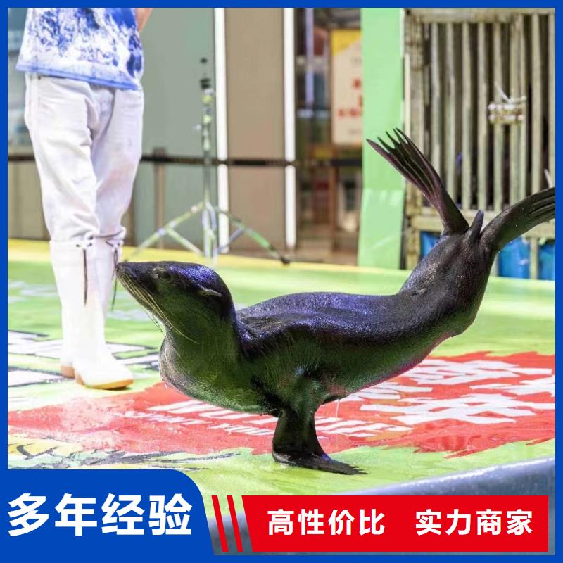 海洋生物展租赁暖场活动