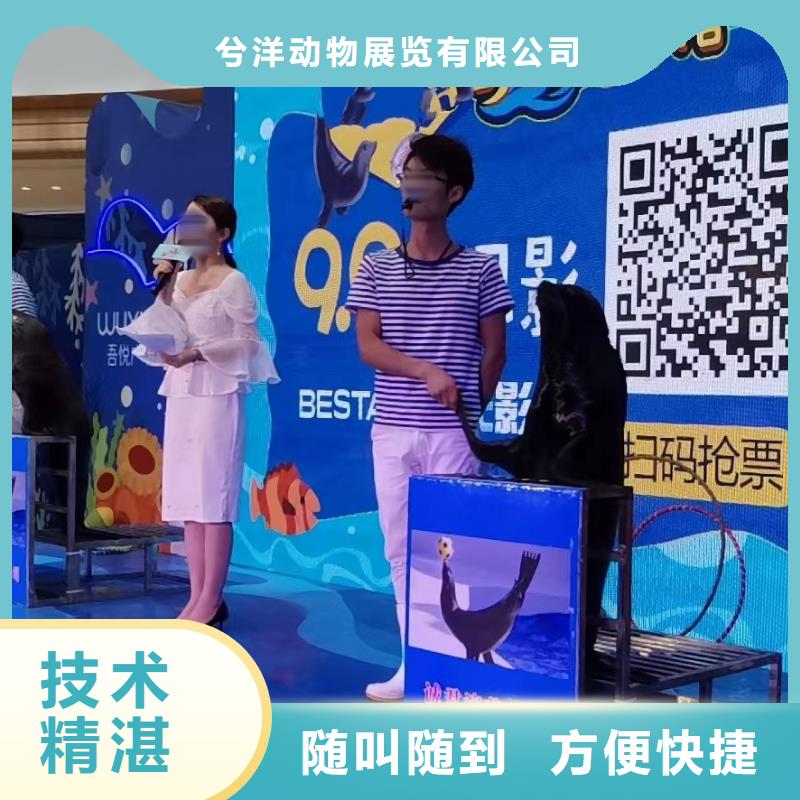 海洋主题动物表演海狮表演出租高效